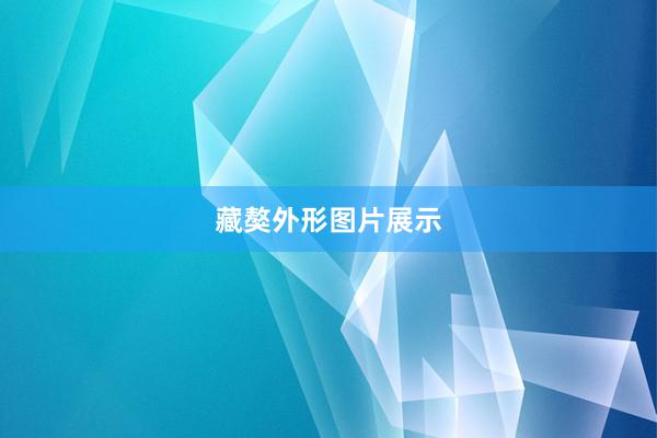 藏獒外形图片展示
